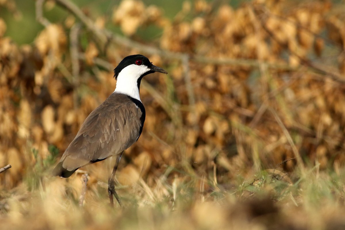 Vanellus_spinosus_29.06.2019_P.Szymański 1.jpg